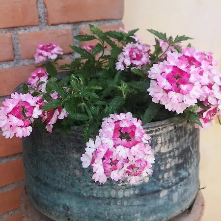 Fragolina Per Due 루카